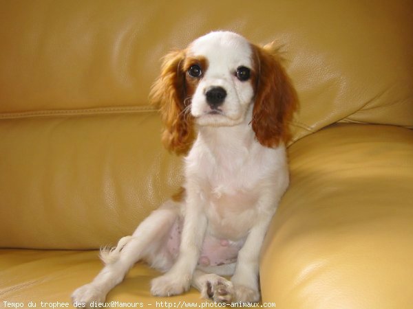 Photo de Cavalier king charles spaniel