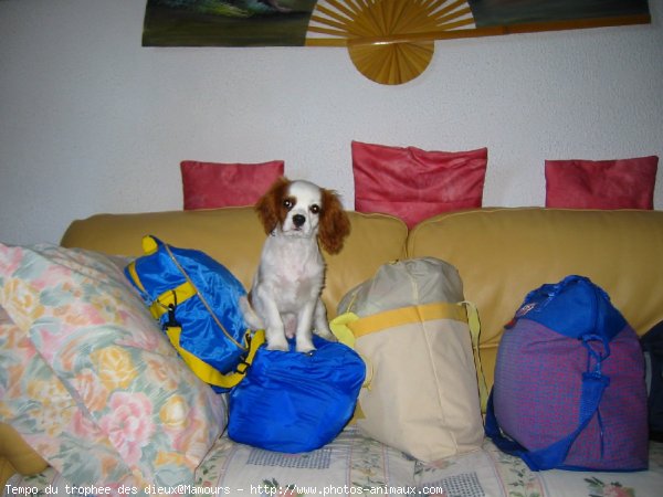 Photo de Cavalier king charles spaniel