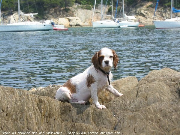 Photo de Cavalier king charles spaniel