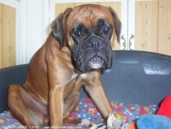 Photo de Boxer