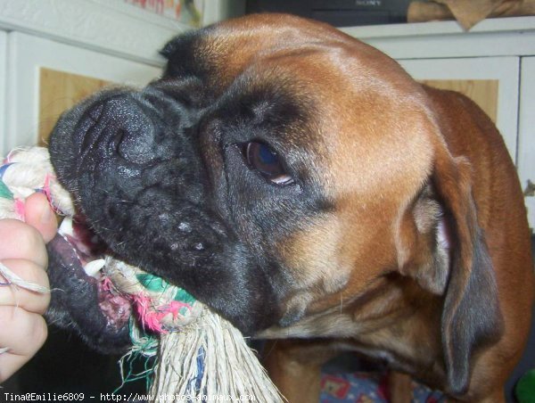 Photo de Boxer