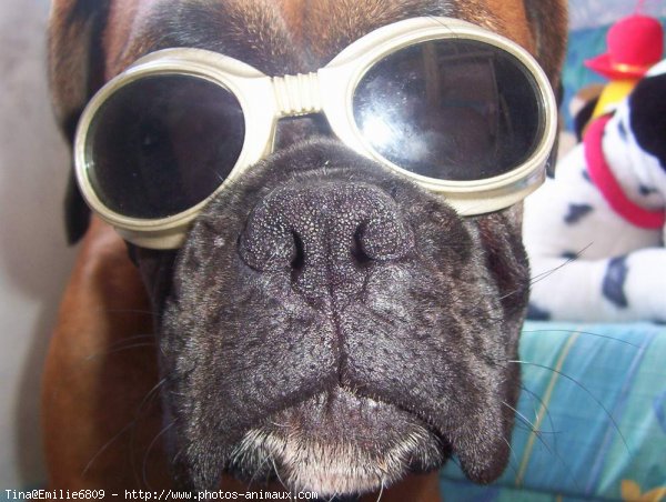 Photo de Boxer