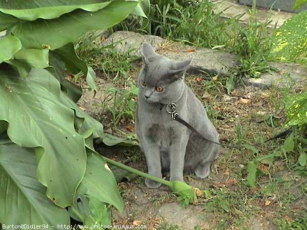 Photo de Chartreux