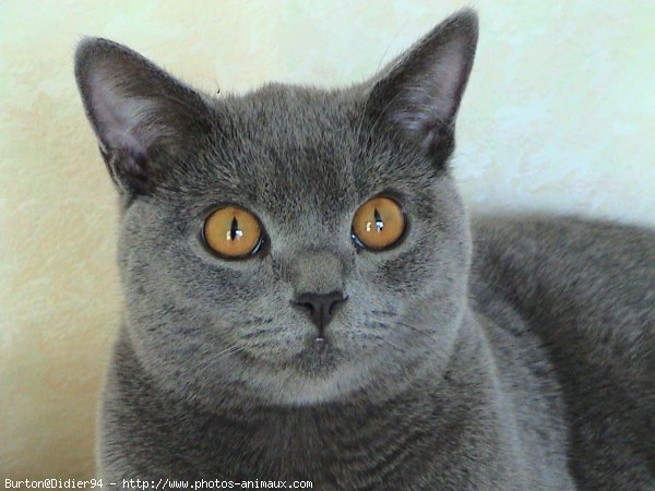 Photo de Chartreux