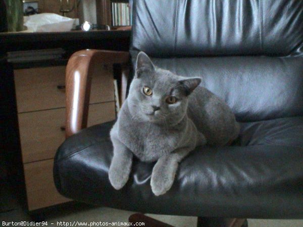 Photo de Chartreux