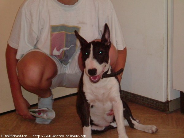 Photo de Bull terrier miniature