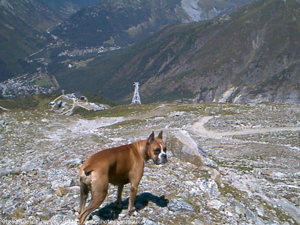 Photo de Boxer