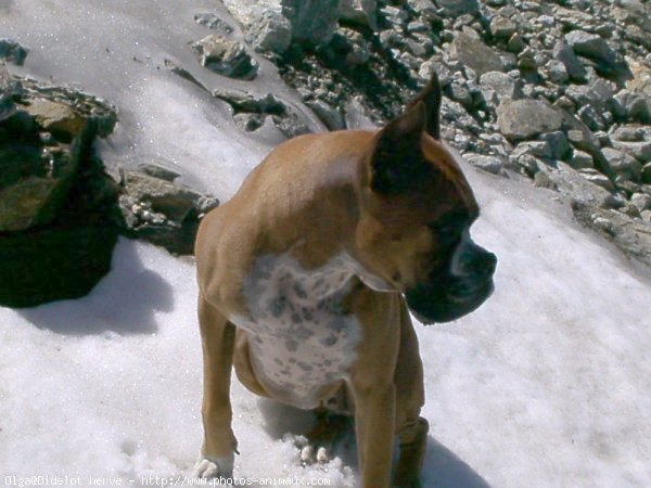 Photo de Boxer