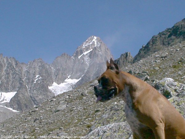 Photo de Boxer