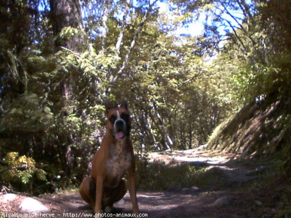 Photo de Boxer