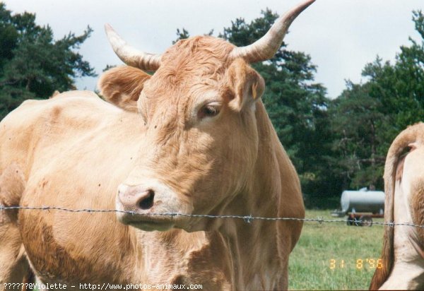 Photo de Vache