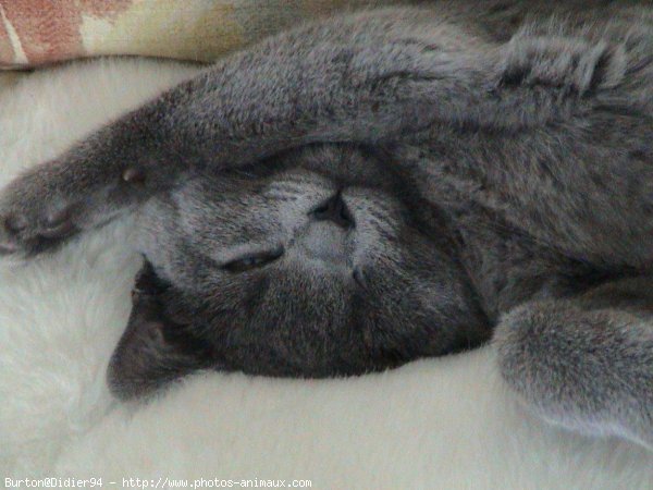 Photo de Chartreux