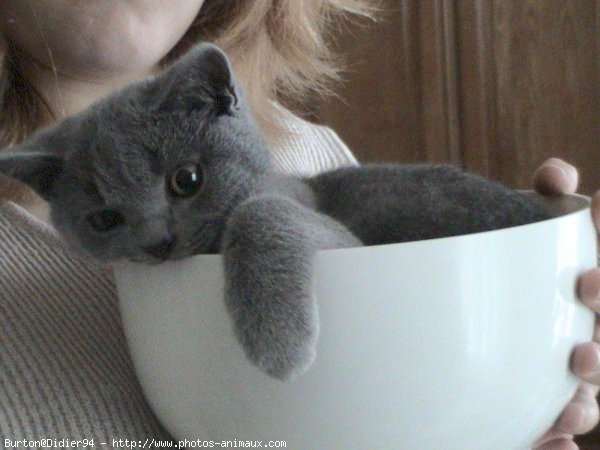 Photo de Chartreux