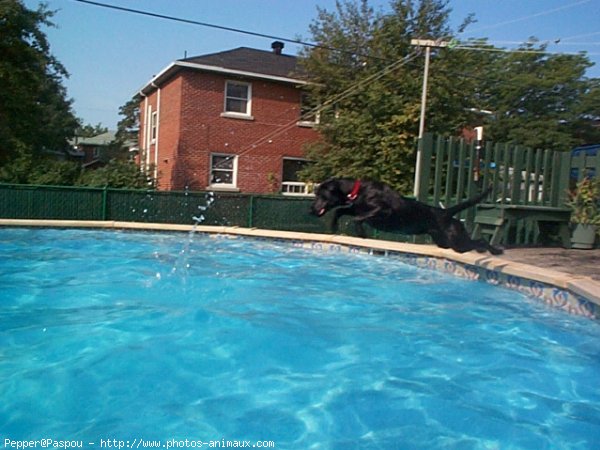 Photo de Labrador retriever