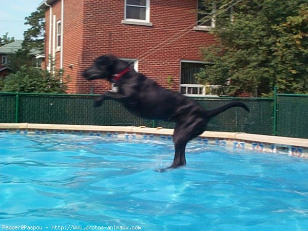 Photo de Labrador retriever