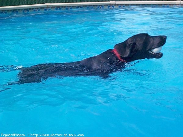 Photo de Labrador retriever