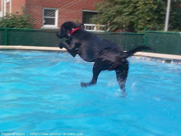 Photo de Labrador retriever