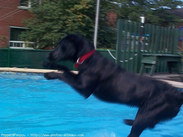 Photo de Labrador retriever