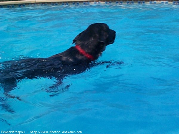 Photo de Labrador retriever