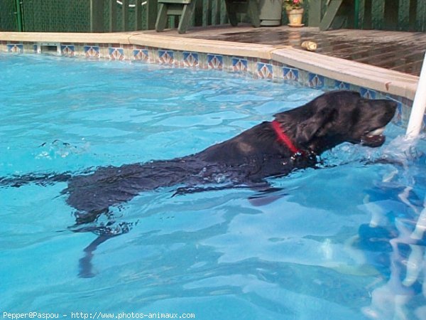 Photo de Labrador retriever