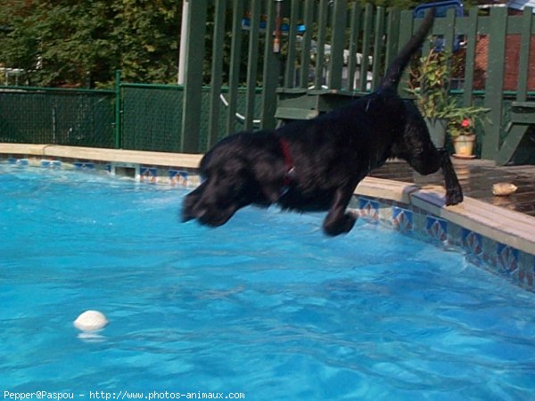 Photo de Labrador retriever