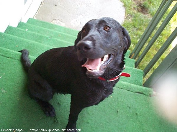 Photo de Labrador retriever