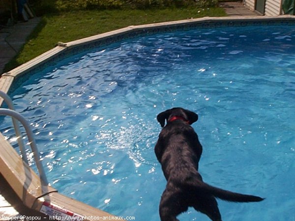 Photo de Labrador retriever