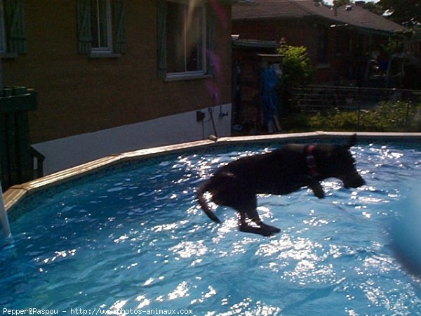 Photo de Labrador retriever