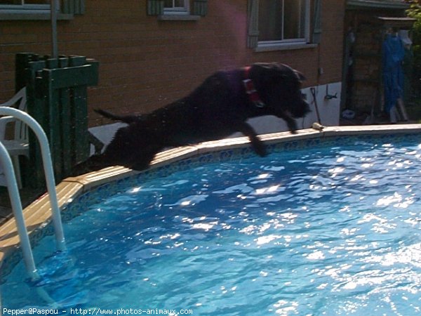 Photo de Labrador retriever