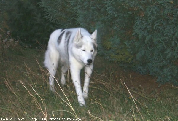 Photo de Husky siberien