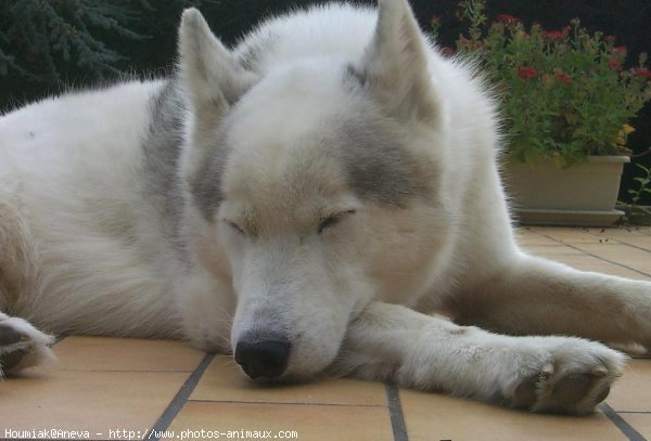 Photo de Husky siberien