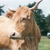 Photo de Vache