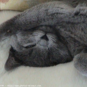 Photo de Chartreux