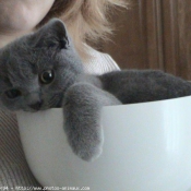 Photo de Chartreux