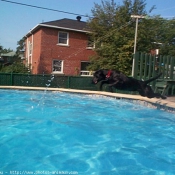 Photo de Labrador retriever