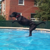 Photo de Labrador retriever