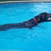 Photo de Labrador retriever