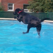 Photo de Labrador retriever