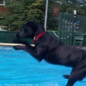 Photo de Labrador retriever