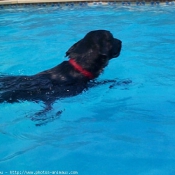 Photo de Labrador retriever