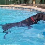 Photo de Labrador retriever