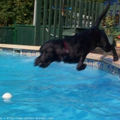 Photo de Labrador retriever