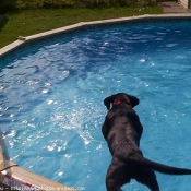 Photo de Labrador retriever