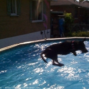 Photo de Labrador retriever