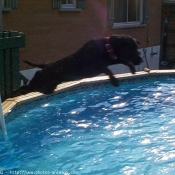 Photo de Labrador retriever