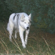 Photo de Husky siberien