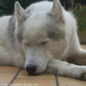 Photo de Husky siberien