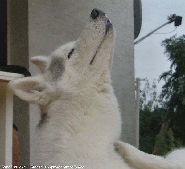 Photo de Husky siberien