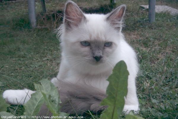 Photo de Sacr de birmanie