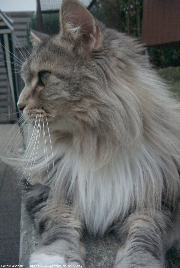 Photo de Maine coon